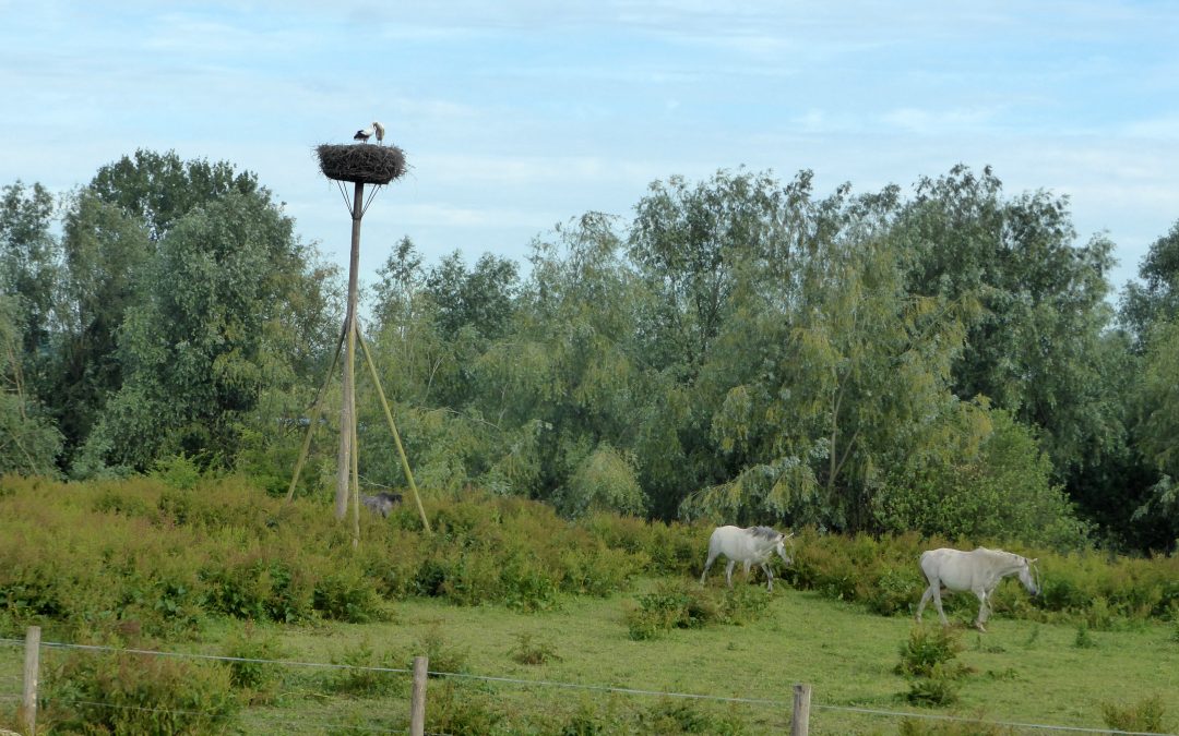 Lentekriebels op camping ter Drucht